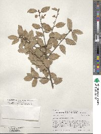 Quercus chrysolepis image