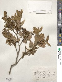 Quercus chrysolepis image