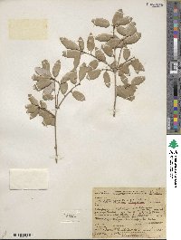 Quercus chrysolepis image