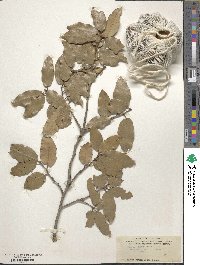 Quercus chrysolepis image