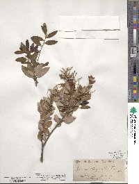 Quercus chrysolepis image