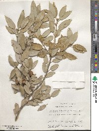 Quercus chrysolepis image