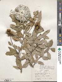 Quercus chrysolepis image