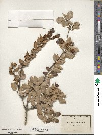 Quercus chrysolepis image