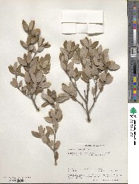 Quercus chrysolepis image