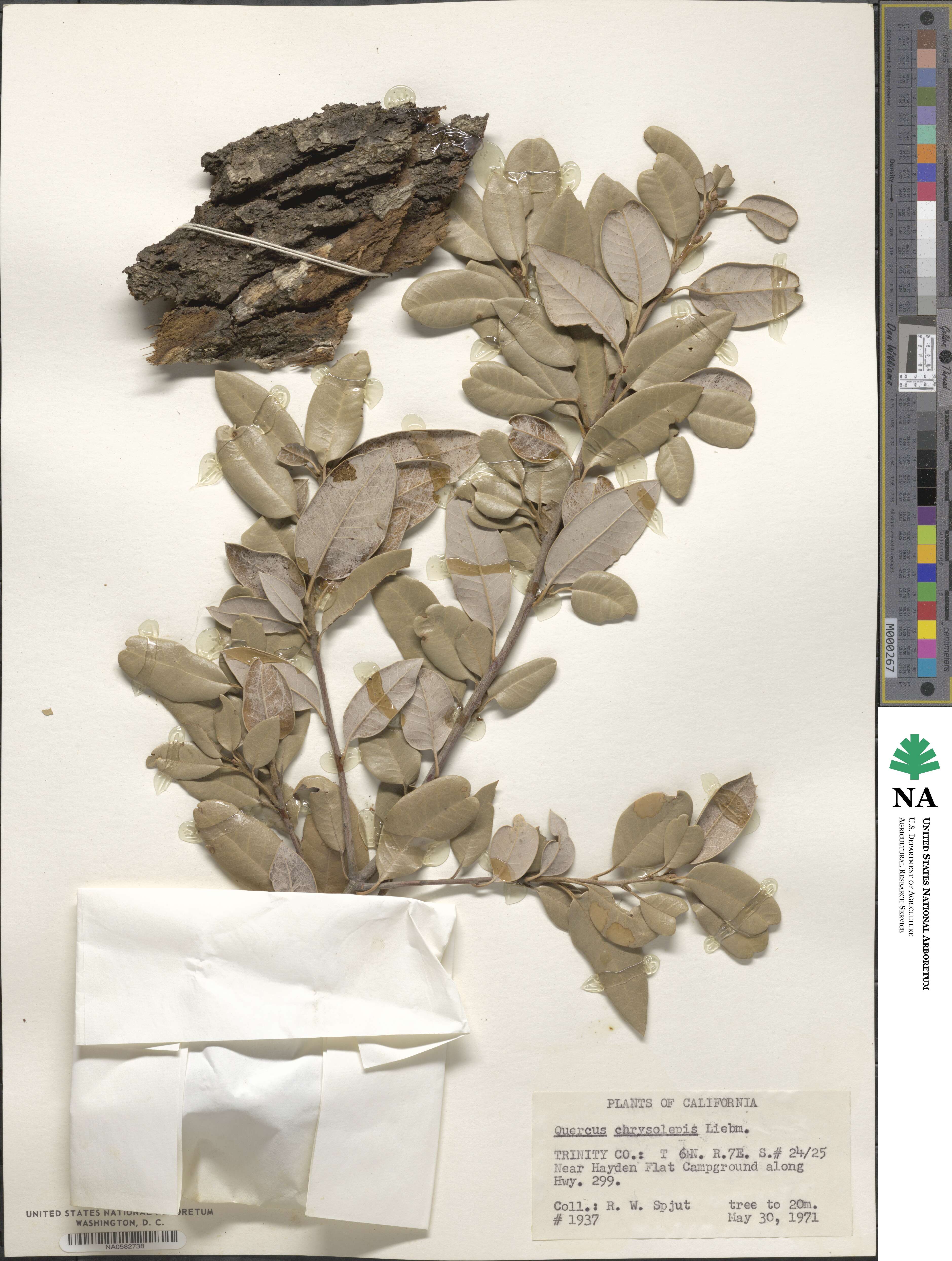Quercus chrysolepis image