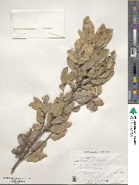 Quercus chrysolepis image