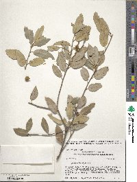 Quercus chrysolepis image