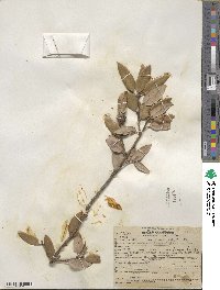 Quercus chrysolepis image