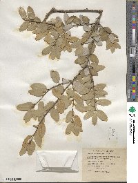 Quercus chrysolepis image