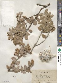 Quercus chrysolepis image