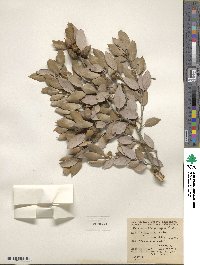 Quercus chrysolepis image