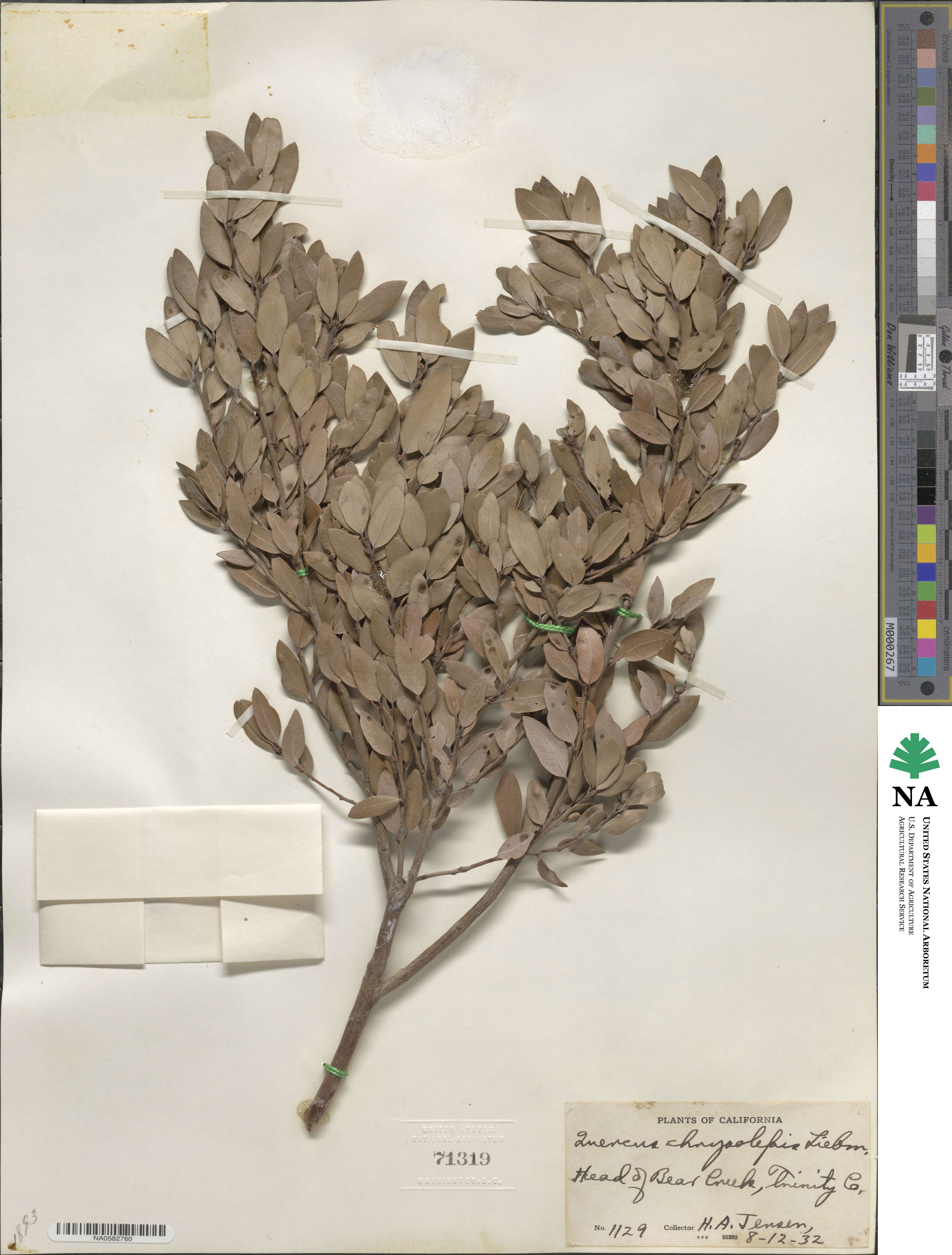 Quercus chrysolepis image