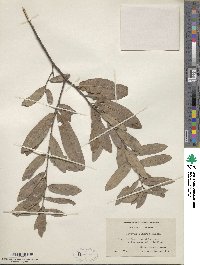 Quercus incana image