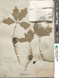 Quercus incana image