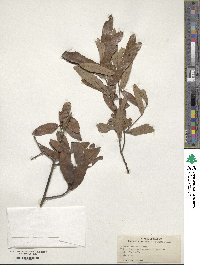 Quercus incana image