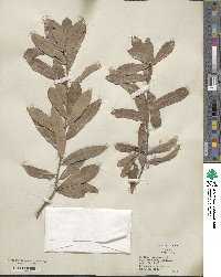 Quercus incana image