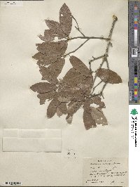 Quercus incana image