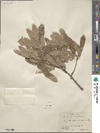 Quercus incana image