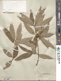 Quercus incana image