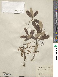 Quercus incana image