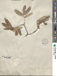 Quercus incana image