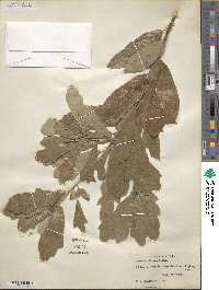 Quercus incana image