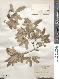 Quercus incana image