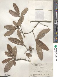 Quercus incana image