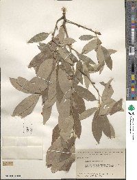 Quercus incana image