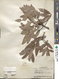 Quercus incana image