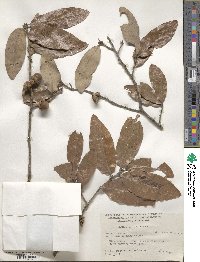 Quercus incana image