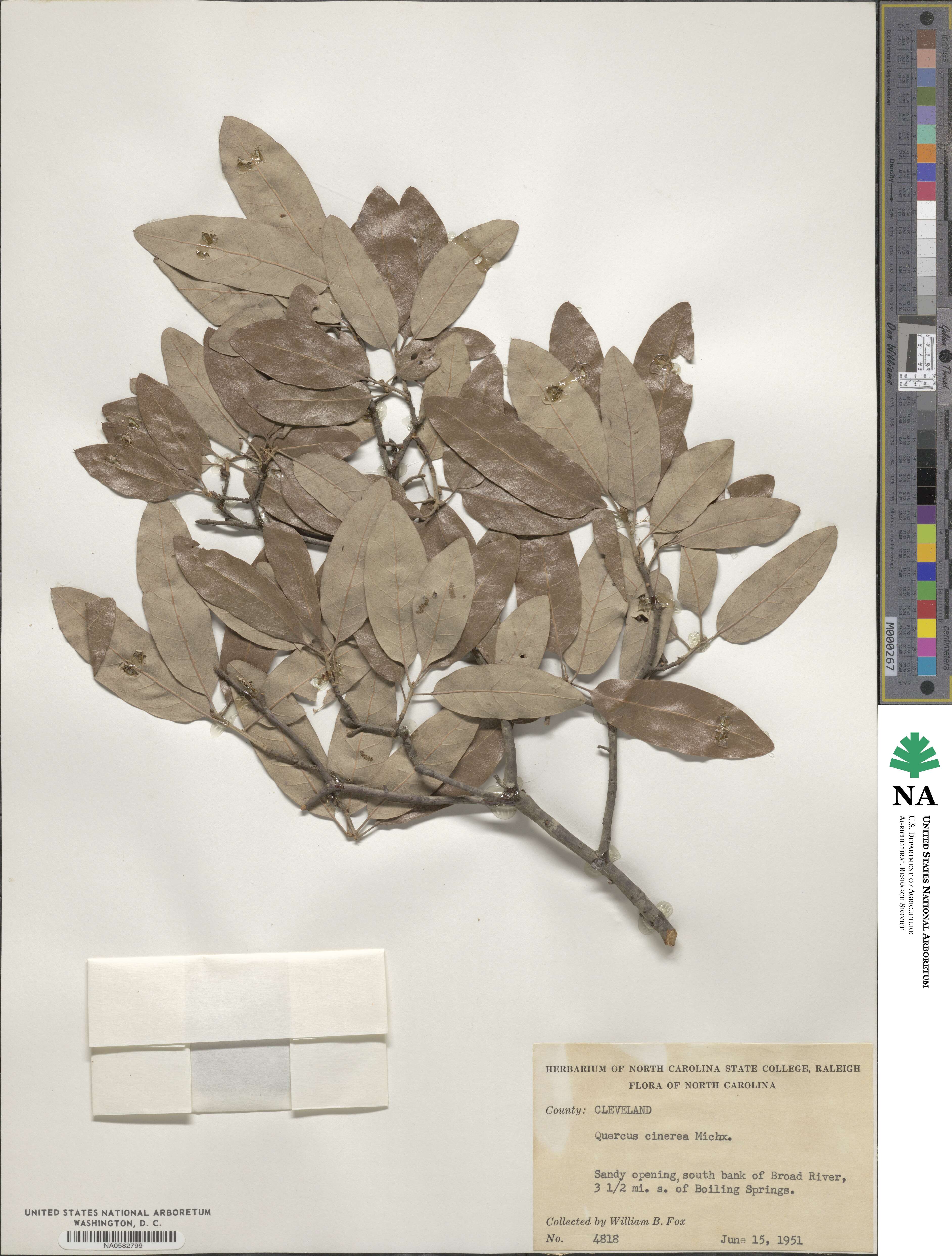 Quercus incana image