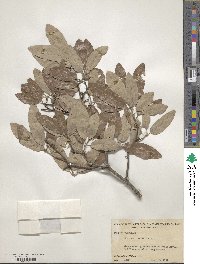 Quercus incana image