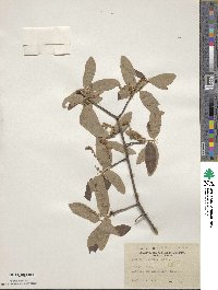 Quercus incana image