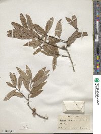 Quercus incana image