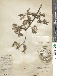 Quercus incana image