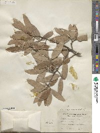 Quercus incana image