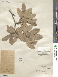 Quercus incana image