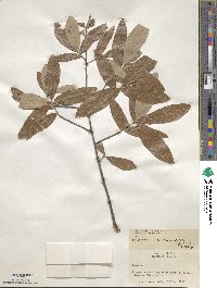 Quercus incana image