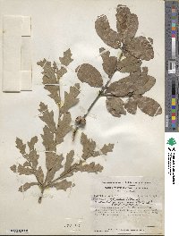 Quercus incana image