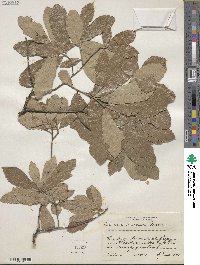 Quercus incana image