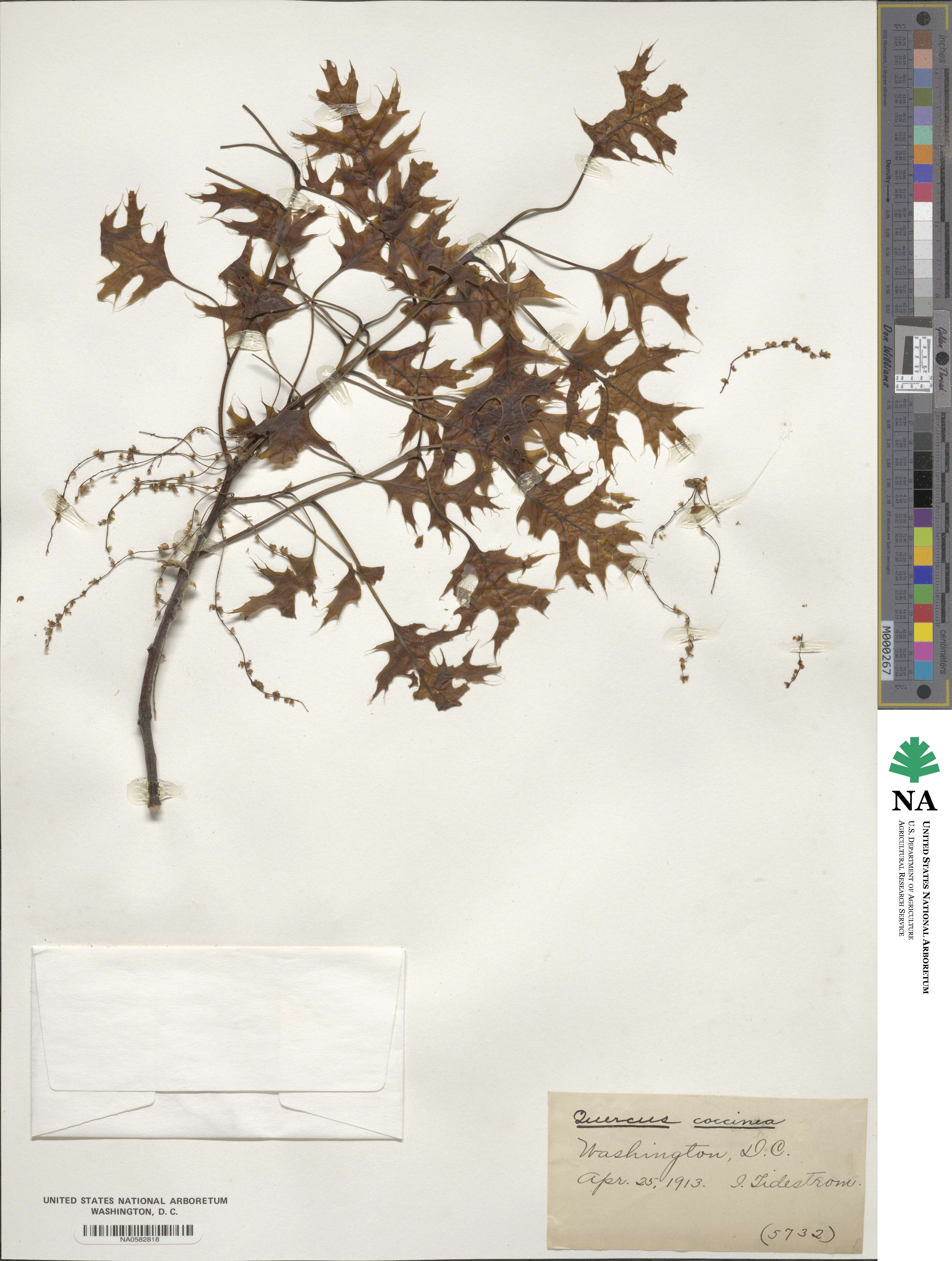 Quercus coccinea image