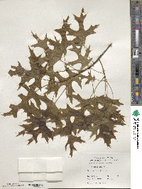 Quercus coccinea image