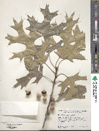 Quercus coccinea image