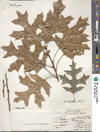 Quercus coccinea image