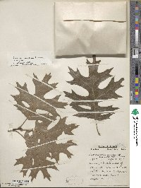 Quercus coccinea image