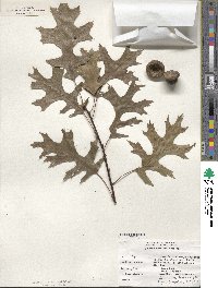 Quercus coccinea image