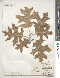 Quercus coccinea image