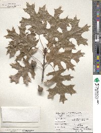 Quercus coccinea image